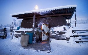 Fermierii locali isi tin vacile la caldura peste noapte in hambare